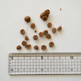 Yum Yum Yum!(ヤムヤムヤム) 馬肉 やわらかドライタイプ【国産原料にこだわった安心の無添加ドッグフード】