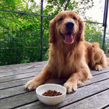 Yum Yum Yum!(ヤムヤムヤム) チキン やわらかドライタイプ【国産原料にこだわった安心の無添加ドッグフード】