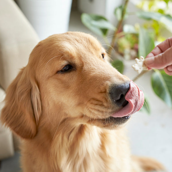 Snack – withdoglove