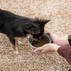 Natural nurse [Achievements and experience of regular retailers since 1998] [Reliable additive-free dry food]